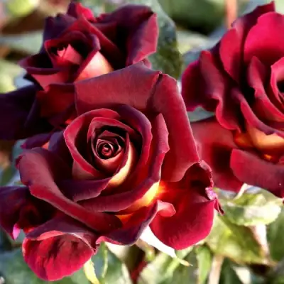 Роза ЭДДИ МИТЧЕЛЛ чайно-гибридная в Новополоцке