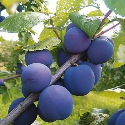 Слива КРОМАНЬ в Новополоцке