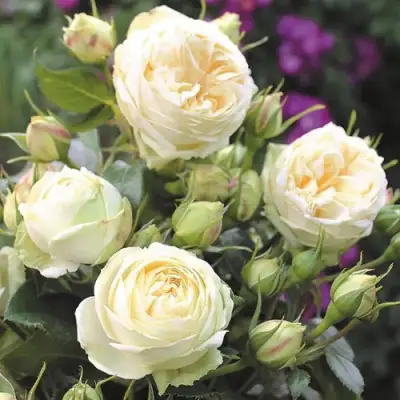 Роза ВЕНДИНГ ПИАНО чайно-гибридная в Новополоцке