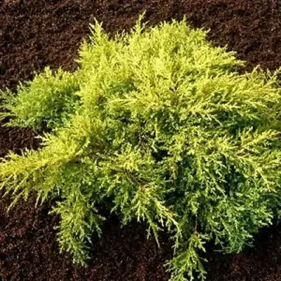 Можжевельник МОРДИГАН ГОЛД средний в Новополоцке