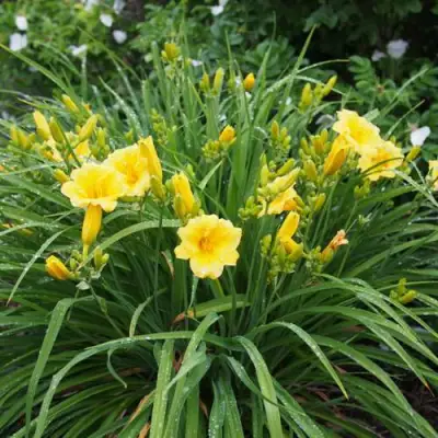 Лилейник СТЕЛЛА ДЕ ОРО гибридный в Новополоцке