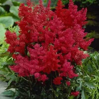 Астильба ГРАНАТ Арендса в Новополоцке