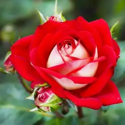 Роза АЛЬЯНС чайно-гибридная в Новополоцке