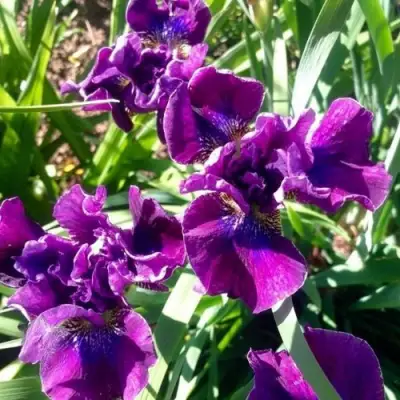 Ирис БАНДЛ ОВ ДЖОЙ сибирский в Новополоцке