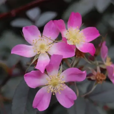 Роза сизая в Новополоцке