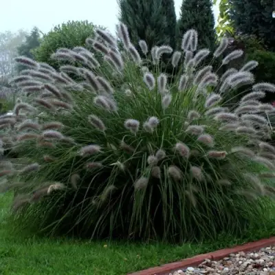 Пеннисетум ЛЕДИ Ю в Новополоцке