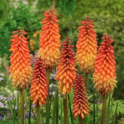 Книфофия АЛЬКАЗАР гибридная в Новополоцке