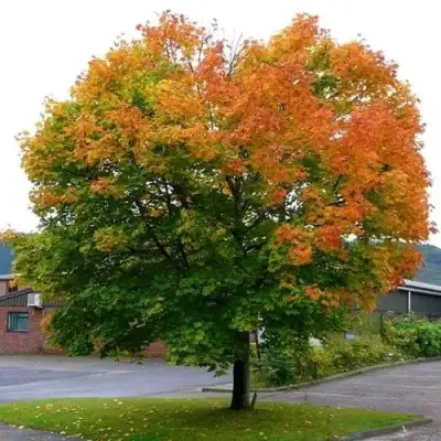 Клен остролистный в Новополоцке