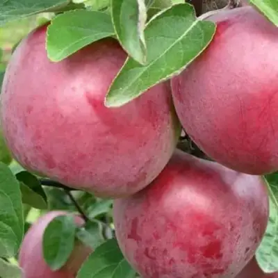 Яблоня АЛЕСЯ в Новополоцке