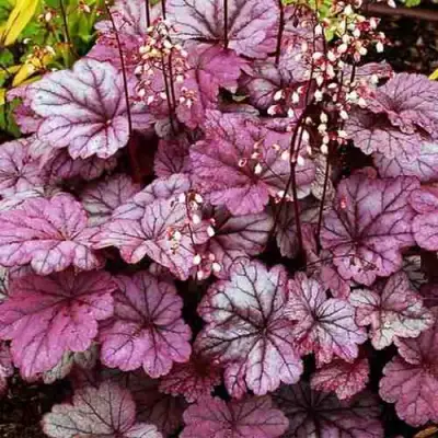 Гейхера ШУГА ФРОСТИНГ в Новополоцке