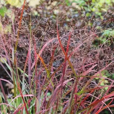 Просо РЕБРАУН прутьевидное в Новополоцке