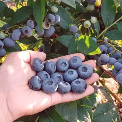 Голубика БОНУС в Новополоцке