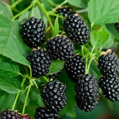 Ежевика ЛОХТЕЙ бесшипная в Новополоцке