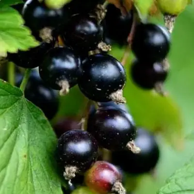 Смородина чёрная КАТЮША в Новополоцке