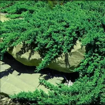 Можжевельник НАНА лежачий в Новополоцке