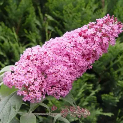 Буддлея давида ПИНК ДЕЛАЙТ в Новополоцке