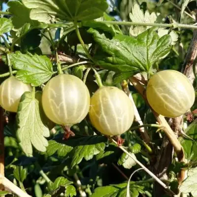 Крыжовник БЕЛОРУCСКИЙ САХАРНЫЙ 2 в Новополоцке