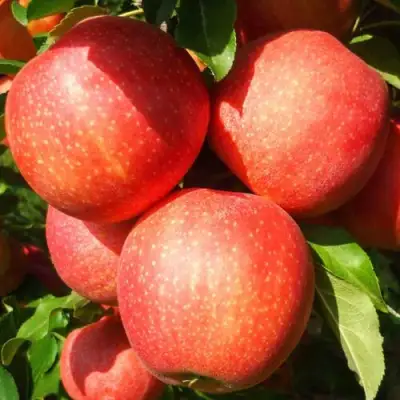 Яблоня ГАЛА ШНИГА в Новополоцке