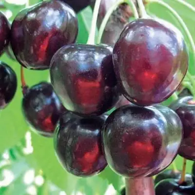 Черешня ЛЮБИМИЦА АСТАХОВА в Новополоцке