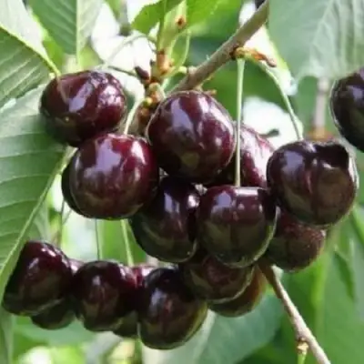 Черешня ЛЕНИНГРАДСКАЯ ЧЁРНАЯ в Новополоцке