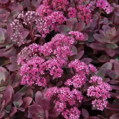 Очиток (седум) САНСПАРКЛЕР ФАЙЕРКРЕКЕР в Новополоцке