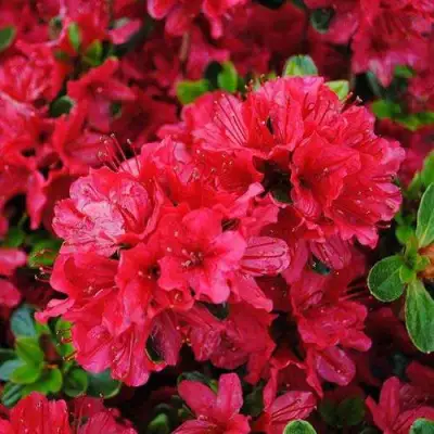 Азалия ХИНО КРИМСОН японская в Новополоцке