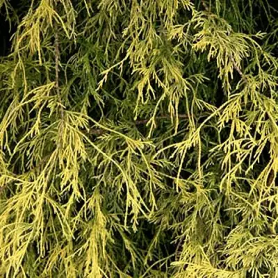 Кипарисовик ФИЛИФЕРА АУРЕА горохоплодный в Новополоцке