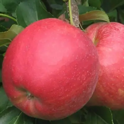 Яблоня РУБИН в Новополоцке