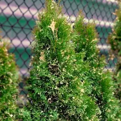 Туя СМАРАГД ВАРИЕГАТА западная в Новополоцке