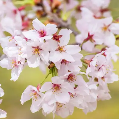 Сакура КОЙО НО МАЙ в Новополоцке