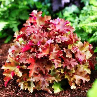 Гейхера МАРМЕЛАД в Новополоцке