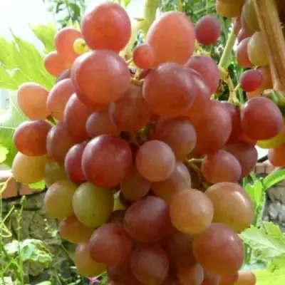 Виноград БЛЕСТЯЩИЙ в Новополоцке