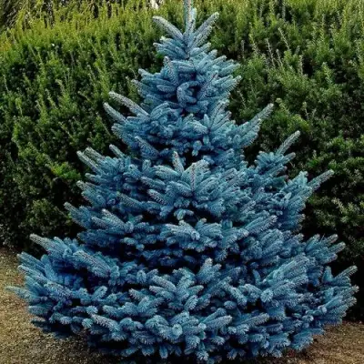 Ель МАДЖЕСТИК БЛЮ колючая в Новополоцке