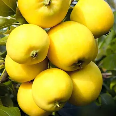 Яблоня УРАЛЬСКОЕ НАЛИВНОЕ в Новополоцке