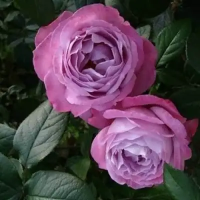 Роза АКВА чайно-гибридная в Новополоцке