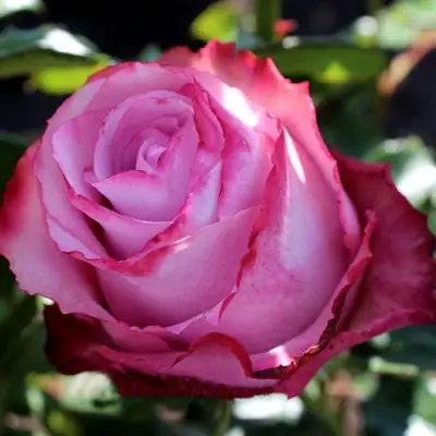 Роза ДИП ВОТЕР чайно-гибридная в Новополоцке