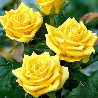 Роза ПАПИЛОН чайно-гибридная в Новополоцке