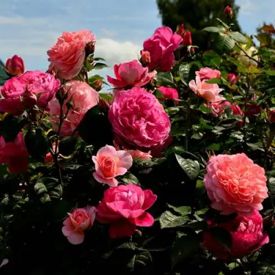 Роза ОЛЬГА шраб в Новополоцке