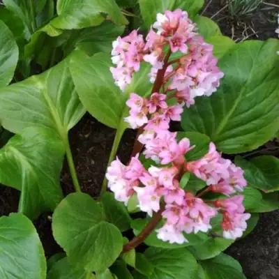 Бадан БЭБИ ДОЛЛ в Новополоцке