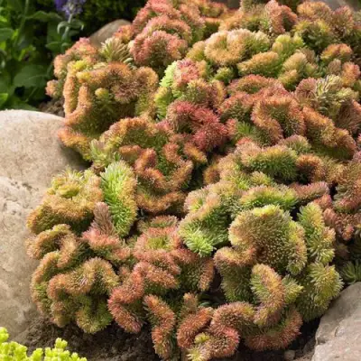 Очиток (седум) КРИСТАТУМ отогнутый в Новополоцке