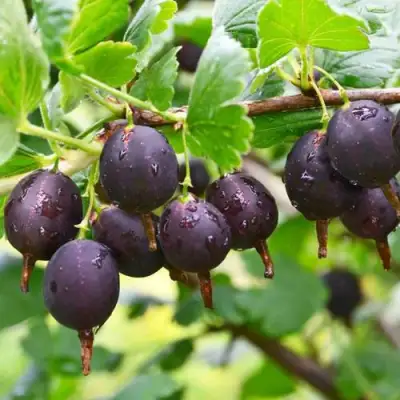 Крыжовник ЧЕЛЯБИНСКИЙ СЛАБОШИПОВАТЫЙ в Новополоцке