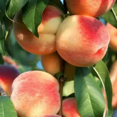 Персик ЛОЙКО 2 в Новополоцке