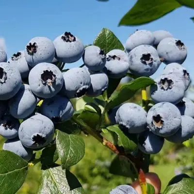 Голубика НЕЛЬСОН в Новополоцке