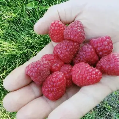 Малина ПОЛЬКА (ПОЛКА) в Новополоцке