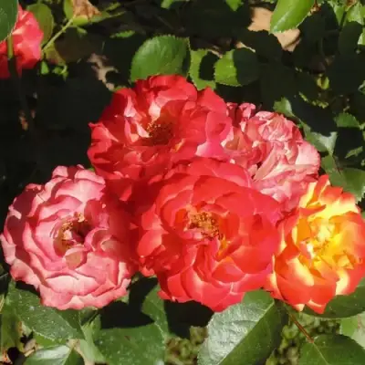 Роза ТАЙФУН спрей в Новополоцке