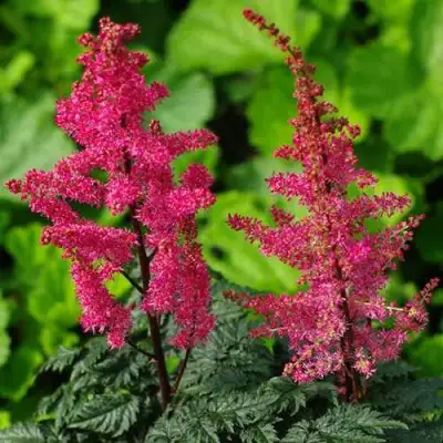 Астильба МУЛЕН РУЖ курчавая в Новополоцке