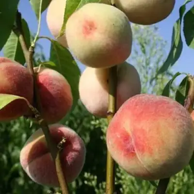 Персик ДОНЕЦКИЙ БЕЛЫЙ в Новополоцке