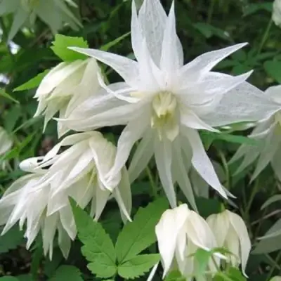 Княжик АЛЬБИНА ПЛЕНА белый махровый в Новополоцке