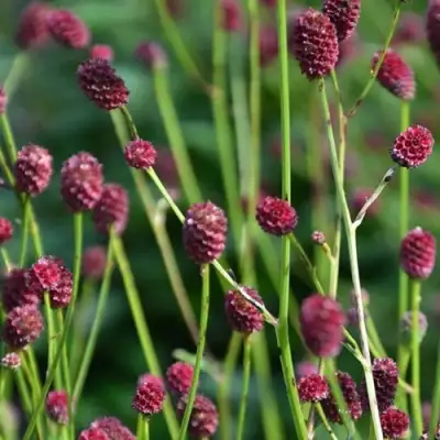 Кровохлебка ЧОКОЛАТ ТИП в Новополоцке