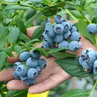 Голубика ТОРО в Новополоцке